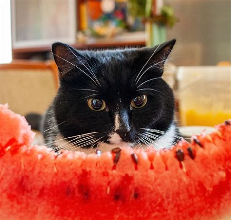 Cats and Watermelons: A Delightful Summer Treat?