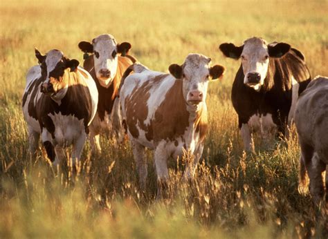 Cattle Reader