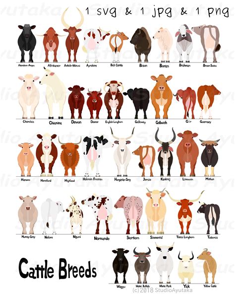 Cattle Breed Chart