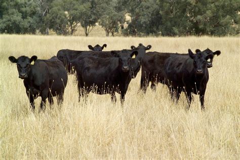 Cattle production: