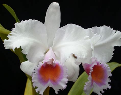 Cattleya schroederae