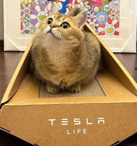 Catwif: The Feline Revolutionizing the Internet