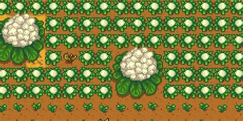 Cauliflower Stardew: The Ultimate Guide to Growing and Profiting from this Versatile Crop