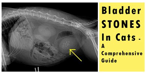 Causes and Symptoms of Bladder Stones in Cats