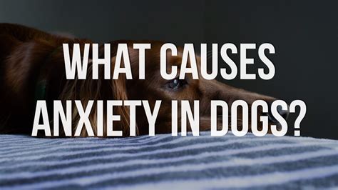 Causes of Anxiety in Dogs