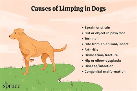 Causes of Back Leg Limping in Dogs