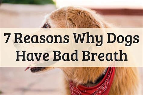 Causes of Bad Breath in Dogs