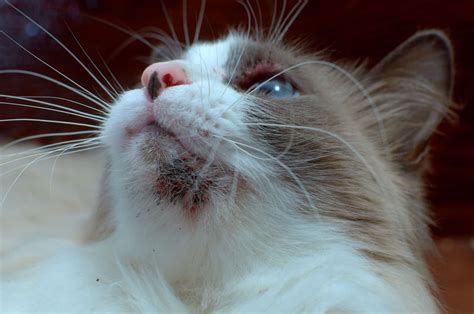 Causes of Black Spots on Cat's Chin