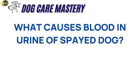 Causes of Blood in Urine in Senior Dogs