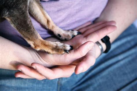 Causes of Broken Nails in Dogs