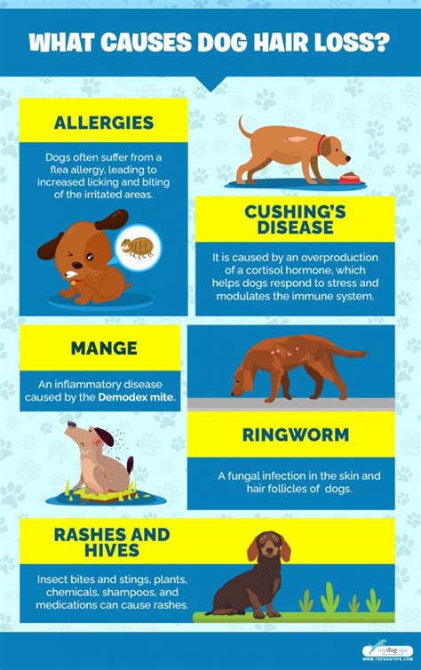 Causes of Canine Itching and Hair Loss