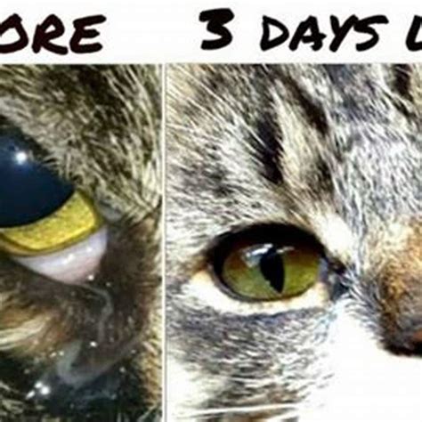 Causes of Cat Goopy Eye