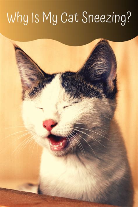 Causes of Cat Sneezes