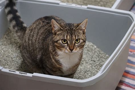 Causes of Cats Pooping Outside the Litter Box