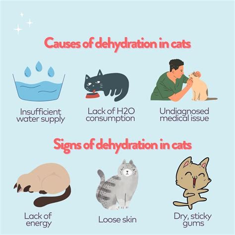 Causes of Dehydration in Cats