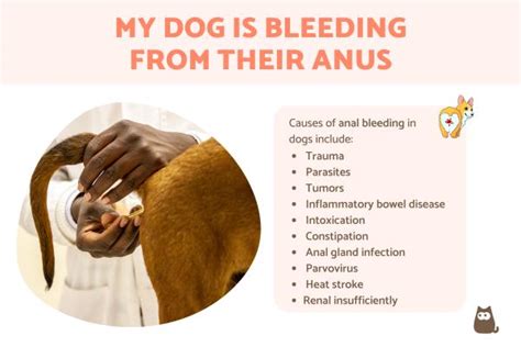 Causes of Dog Bleeding From Anus