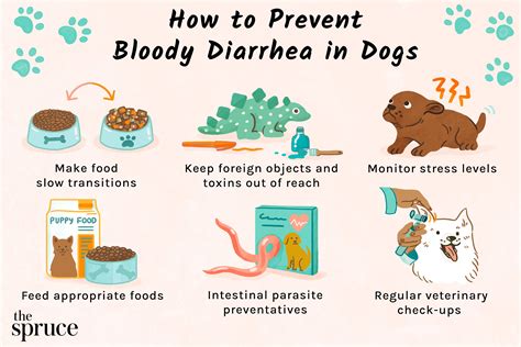 Causes of Dog Diarrhea and Blood