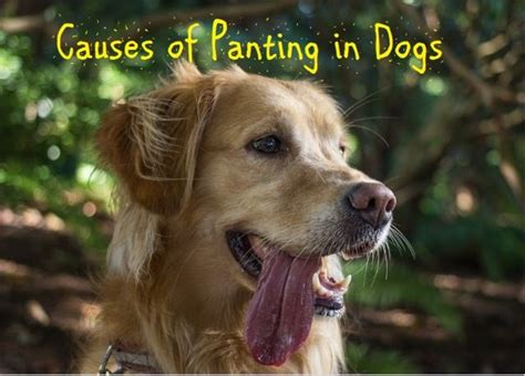 Causes of Dog Panting