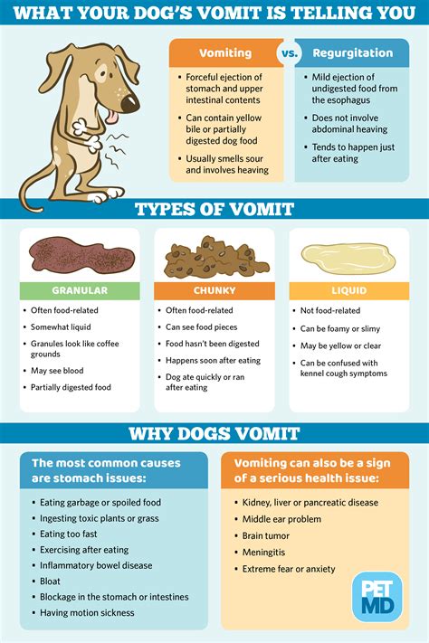 Causes of Dog Shaking and Vomiting