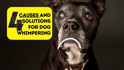 Causes of Dog Whimpering