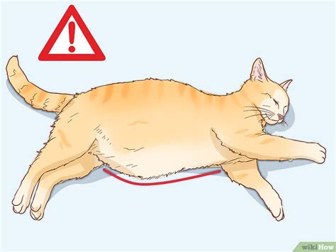 Causes of Feline Distended Abdomen