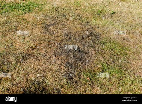 Causes of Fertilizer Scorched Grass