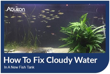 Causes of Foggy Fish Tank Water