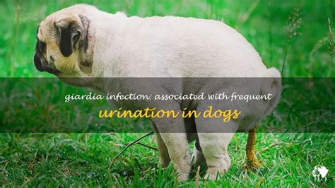 Causes of Frequent Urination in Dogs