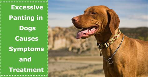 Causes of Heavy Panting in Dogs