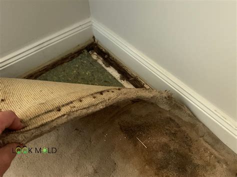 Causes of Mold Growth on Outdoor Carpet Tiles