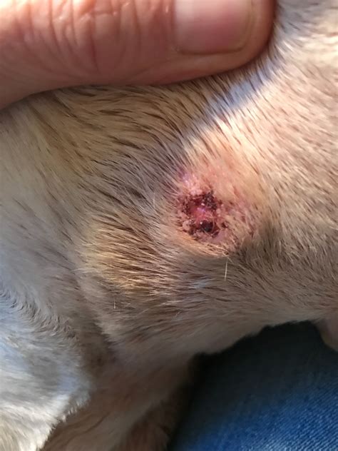 Causes of Open Wounds on Dogs Not Bleeding