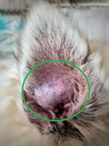 Causes of Rash in Dogs Ear