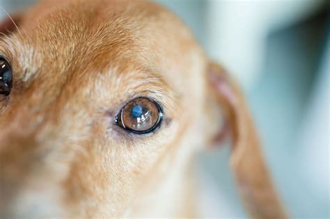 Causes of Sleep Disturbances in Dogs with Eye Issues