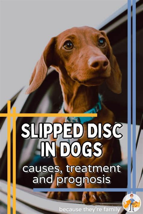 Causes of Slipped Disc in Dogs