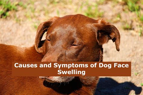 Causes of Swelling on Dogs Face