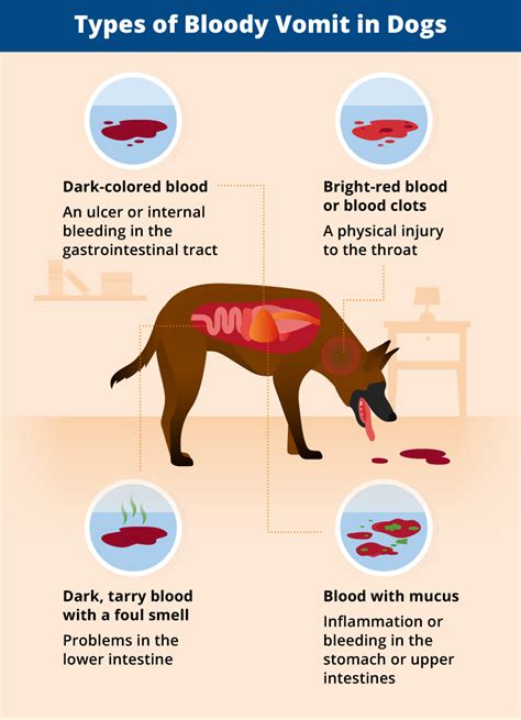 Causes of Vomiting Blood in Dogs