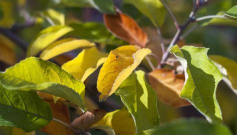 Causes of Yellow Trees