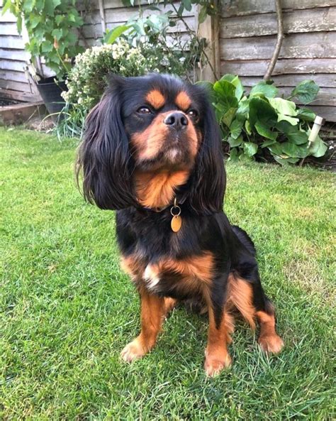 Cavalier King Charles Spaniel Cross: 10 Intriguing Hybrids