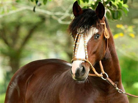 Cavalos Crioulos: Preço, Características e Dicas para Comprar