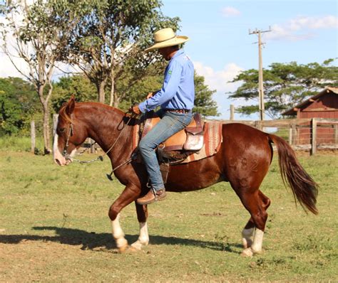 Cavalos Crioulos à Venda: Um Investimento em Tradição, Habilidade e Beleza