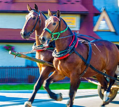 Cavalos Puxam Quais Animais?