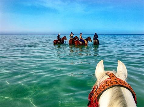 Cavalos do Deserto: Um Guia Essencial para Cavalgar nas Areias Vastas