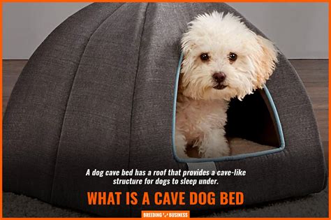 Cave Bed Dog: The Ultimate Comfort and Security for Your Furry Friend