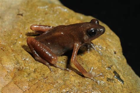 Cave Frogs: 30,000 Feet Under the Sea of Darkness