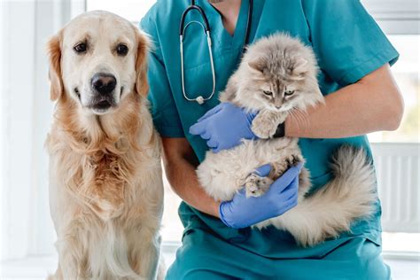 Cedar Springs Animal Hospital: Providing Comprehensive Care for Your Furry Friends