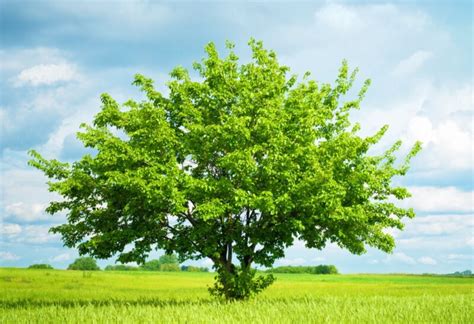 Cedar Trees Fertilizer: All You Need to Know in 2023