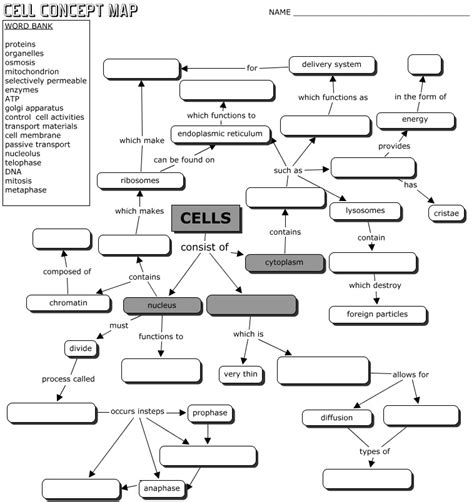 Cell Anatomy And Physiology Concept Map Answers Reader