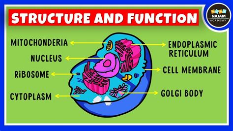 Cell Biology Organelle Structure and Function Reader