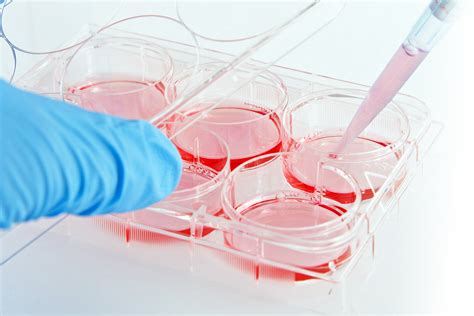 Cell Culture: