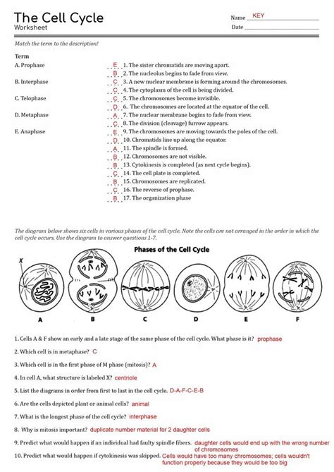 Cell Cycle Answers Study Guide Kindle Editon